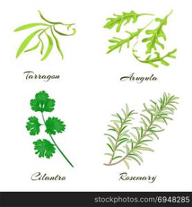 Herbs. Tarragon, arugula, cilantro or coriander, rosemary. . Herbs collection. Tarragon, arugula, cilantro or coriander rosemary Vector illustration