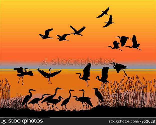 Herons on the shore of lake at sunset