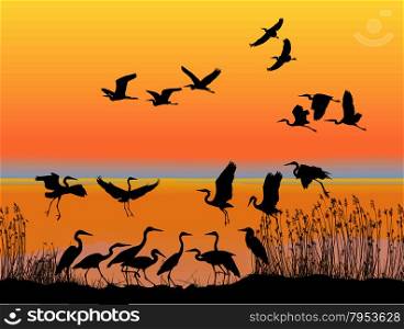 Herons on the shore of lake at sunset