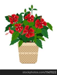 Hibescus house plant in flower pot, vector icon on white background. Hibiscus house plant in flower pot