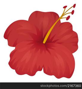 Hibiscus blossom. Tropical flower plant with red petals isolated on white background. Hibiscus blossom. Tropical flower plant with red petals