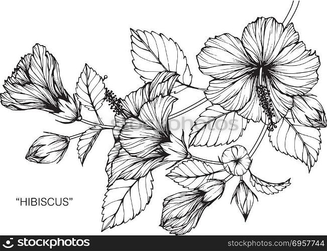 Hibiscus flower drawing illustration.