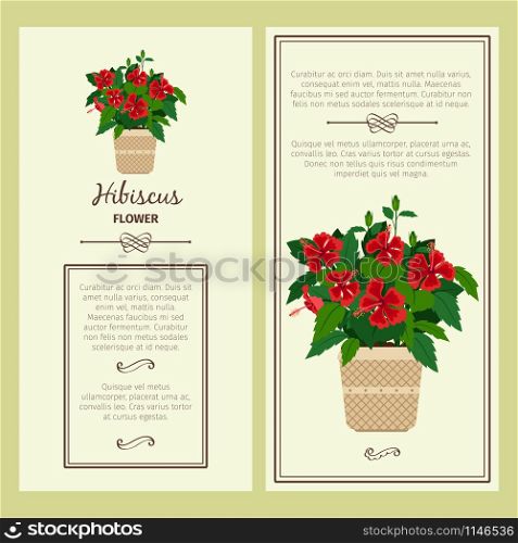 Hibiscus flower in pot vector advertising banners for shop design. Hibiscus flower in pot banners