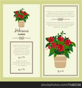 Hibiscus flower in pot vector advertising banners for shop design. Hibiscus flower in pot banners