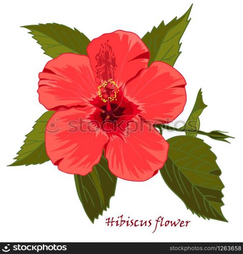 Hibiscus flower in realistic hand-drawn style isolated on white background. Vector illustration. Hibiscus flower in realistic hand-drawn style isolated on white background.