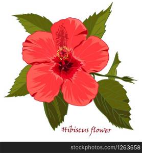 Hibiscus flower in realistic hand-drawn style isolated on white background. Vector illustration. Hibiscus flower in realistic hand-drawn style isolated on white background.