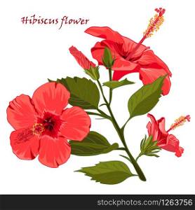 Hibiscus flower in realistic hand-drawn style isolated on white background. Vector illustration. Hibiscus flower in realistic hand-drawn style isolated on white background
