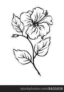 Hibiscus flowers and leaves, hand drawn outline monochrome vector botanical illustration.