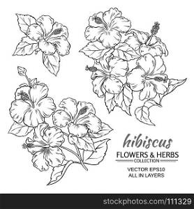 hibiscus flowers vector set. hibiscus flowers vector set on white background