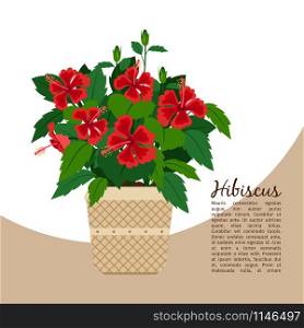 Hibiscus indoor plant in pot banner template, vector illustration. Hibiscus plant in pot banner
