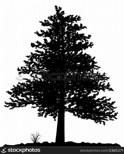 High detailed tree silhouette on white background. Black-And-White contour for your design. Vector illustration.