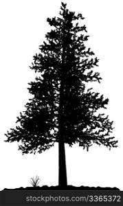 High detailed tree silhouette on white background. Black-And-White contour for your design. Vector illustration.