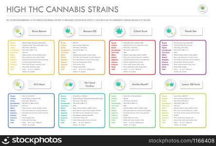 High THC Cannabis Strains horizontal business infographic illustration about cannabis as herbal alternative medicine and chemical therapy, healthcare and medical science vector.