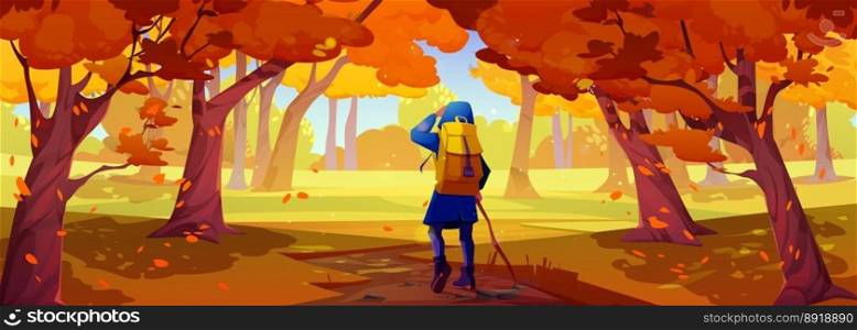 Hiker with backpack walk in autumn forest. Landscape of woods or nature park with trees with orange foliage and girl tourist with stick on path, vector cartoon illustration. Hiker with backpack walk in autumn forest