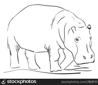 Hippo drawing, illustration, vector on white background.