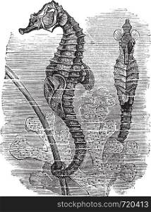 Hippocampus (Syngnathus hippocampus) or short-snouted seahorse, vintage engraved illustration. Seahorse. Trousset encyclopedia (1886 - 1891).