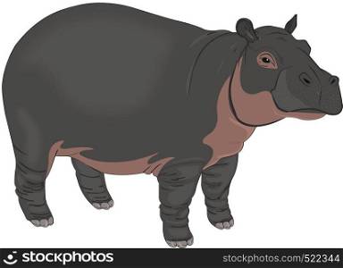Hippopotamus or Hippopotamus amphibius, Black and Brown, vector illustration