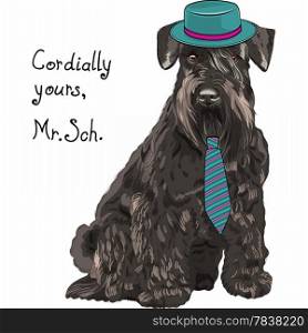 hipster dog Schnauzer breed in a blue hat and tie