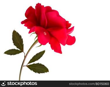Holiday background with red beautiful rose. Vector