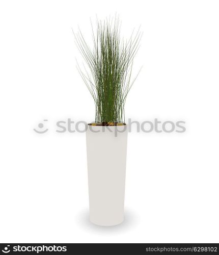 Home Green Plant in Nice Pot. Vector Illustration. EPS10. Home Green Plant in Nice Pot. Vector Illustration.
