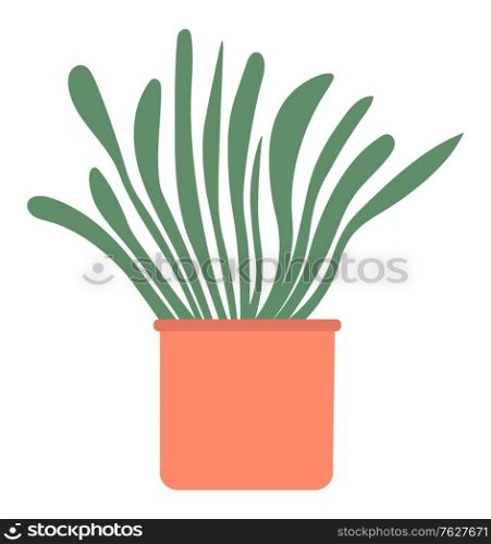 Home plant in pot isolated house interior decorative object. Vector evergreen tree in flowerpot, cartoon style palm growing in bucket, domestic exotic flower. Home Plant in Pot Isolated House Interior Decor