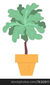 Home plant in pot isolated house interior decorative object. Evergreen tree in flowerpot, cartoon style palm growing in bucket, domestic exotic flower. Vector illustration in flat cartoon style. Home Plant in Pot Isolated House Interior Decor