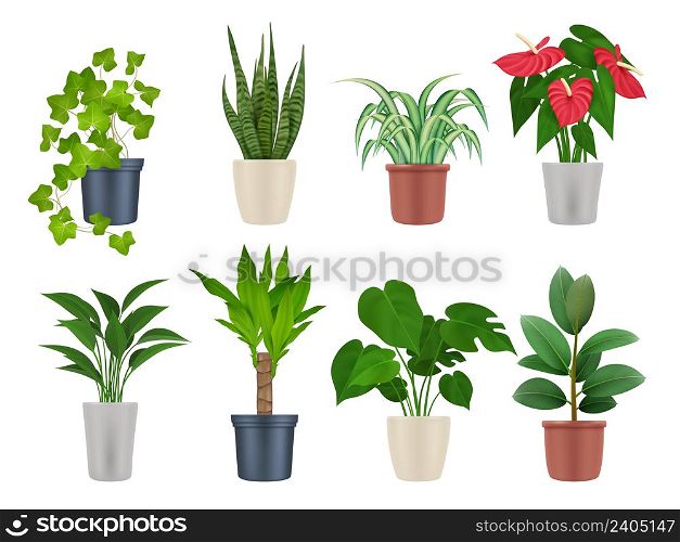 Home plants. Botanical collection interior decoration garden flowers with beautiful leaves decent vector realistic plants in pots. Illustration of houseplant for interior, botanical home plant. Home plants. Botanical collection interior decoration garden flowers with beautiful leaves decent vector realistic plants in pots