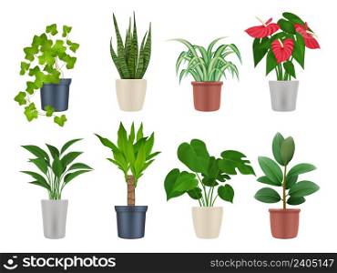 Home plants. Botanical collection interior decoration garden flowers with beautiful leaves decent vector realistic plants in pots. Illustration of houseplant for interior, botanical home plant. Home plants. Botanical collection interior decoration garden flowers with beautiful leaves decent vector realistic plants in pots