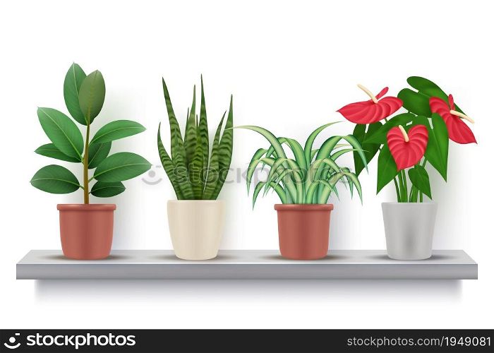 Home plants. Realistic flowers with leaves in pots decorative vase vector illustrations. Plant blooming flowerpot, flower on shelf. Home plants. Realistic flowers with leaves in pots decorative vase vector illustrations