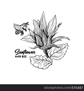 Honey bee on young flower bud, hand drawn vector illustration. Floral ink sketch. Sunflower clipart. Stylized engraved drawing. Isolated monocolor beekeeping design element. Bumblebee outline logo. Bee on flower vector illustration