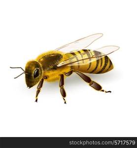 Honey bee striped wasp insect realistic on white background vector illustration