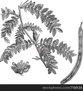 Honey locust or Gleditsia triacanthos, vintage engraving. Old engraved illustration of Honey locust with its legume, isolated on a white background.