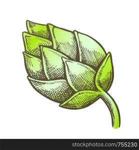 Hop Agriculture Farm Ingredient For Brewing Vector. Ripe Cone Hop Brewing Alcoholic Beverage Beer Or Lager. Creeper Branch Flavoring Herb Closeup Color Hand Drawn Illustration. Color Hop Agriculture Farm Ingredient For Brewing Vector