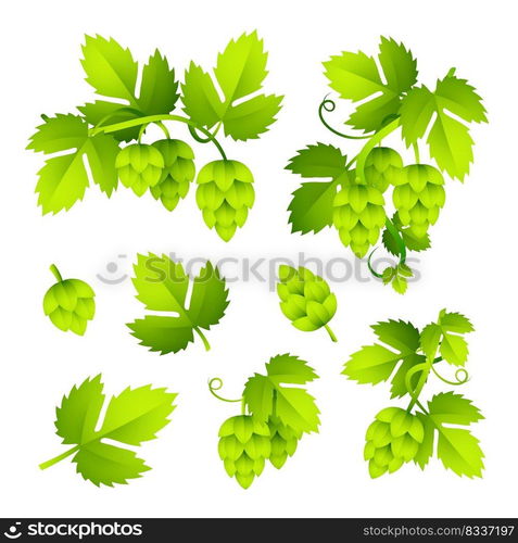 Hop colorful illustration set. Fresh green hop plant with≤aves. Beer concept Realistic vector illustration can be used for toπcs like brewing or harvest