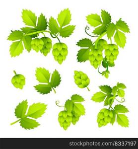 Hop colorful illustration set. Fresh green hop plant with≤aves. Beer concept Realistic vector illustration can be used for toπcs like brewing or harvest
