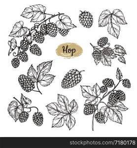 Hop plant branch with leaves and lump of hops in engraving style. Beer pub rural vector elements. Vector plant leaf hop for beer illustration. Hop plant branch with leaves and lump of hops in engraving style. Beer pub rural vector elements