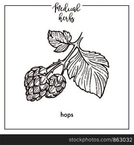 Hops medical herb sketch botanical design icon for medicinal herb or phytotherapy herbal tea infusion package. Vector isolated hops plant flower symbol for herbal natural medicine. Hops medical herb sketch botanical vector icon for medicinal herbal phytotherapy design