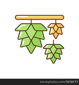 Hops RGB color icon. Plant for brewery production. Beer fermentation process with herbal ingredient. Growing herb to produce ale and stout. Herb for brewing manufacture. Isolated vector illustration. Hops RGB color icon
