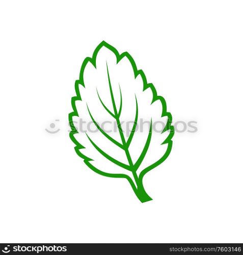 Hornbeam leaf isolated outline plant icon. Vector green foliage, carpinus birch leafage. Elm or hornbeam leaf isolated plant