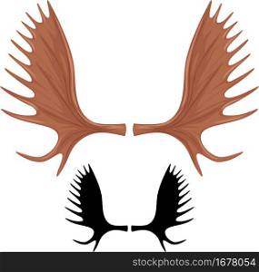 Horns of moose (antlers)