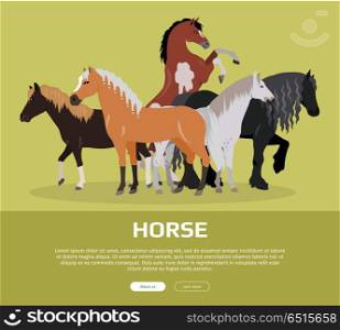 Horse Conceptual Flat Style Vector Web Banner. Horse conceptual web banner. Flat style vector. Group of different horses breeds, variety colors and sizes standing, running and rearing. For equestrian club, horse riding courses landing page design