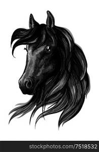 Horse head pencil sketch portrait. Black mustang with mane on white background. Horse head watercolor sketch portrait