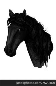Horse head sketch of arabian stallion. Black racehorse for equestrian sport badge, horse racing symbol or t-shirt print design. Horse head sketch of black arabian stallion