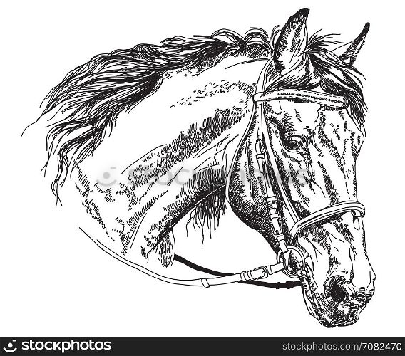 Horse head with bridle in black and white vector hand drawing illustration