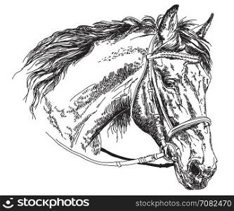 Horse head with bridle in black and white vector hand drawing illustration