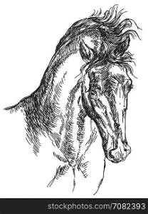 Horse head with mane vector hand drawing illustration