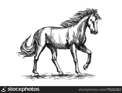Horse isolated sketch with purebred arabian stallion horse pawing leg in paddock. Equestrian sport, horse racing symbol or horse breeding farm design. Horse in paddock isolated sketch for equine design