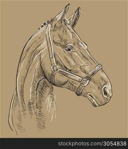 Horse portrait with bridle. Horse head in profile in black and white colors isolated on beige background. Vector hand drawing illustration. Retro style portrait of horse in bridle.