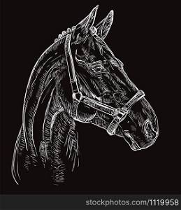 Horse portrait with bridle. Horse head in profile in white color isolated on black background. Vector hand drawing illustration. Retro style portrait of horse in bridle.