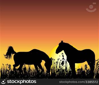 Horse silhouette on sunset background. Vector illustration.